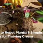 How to Repot Plants: