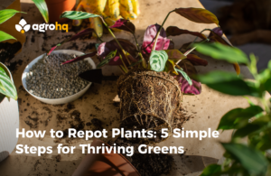 How to Repot Plants: