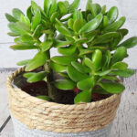 Jade Plant