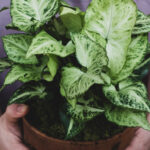 Pothos Plant Care