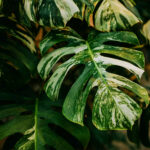 Monstera care