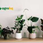 Prevent Plant diseases